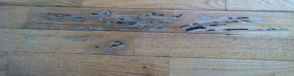 Termite Damage in Wood Flooring