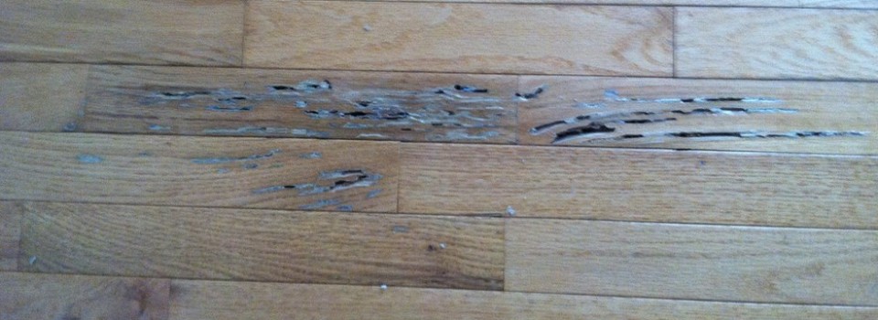 Termite Damage in Wood Flooring