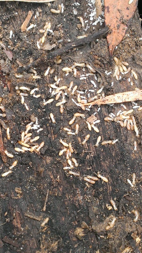 5 Reasons it Might Be Time for a Termite Inspection ...