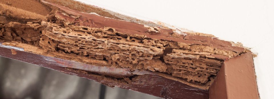 Will My Insurance Cover Termite Damage
